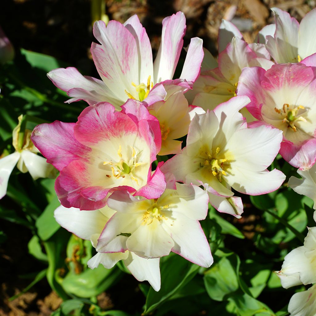 Mehrblütige Tulpe Candy Club