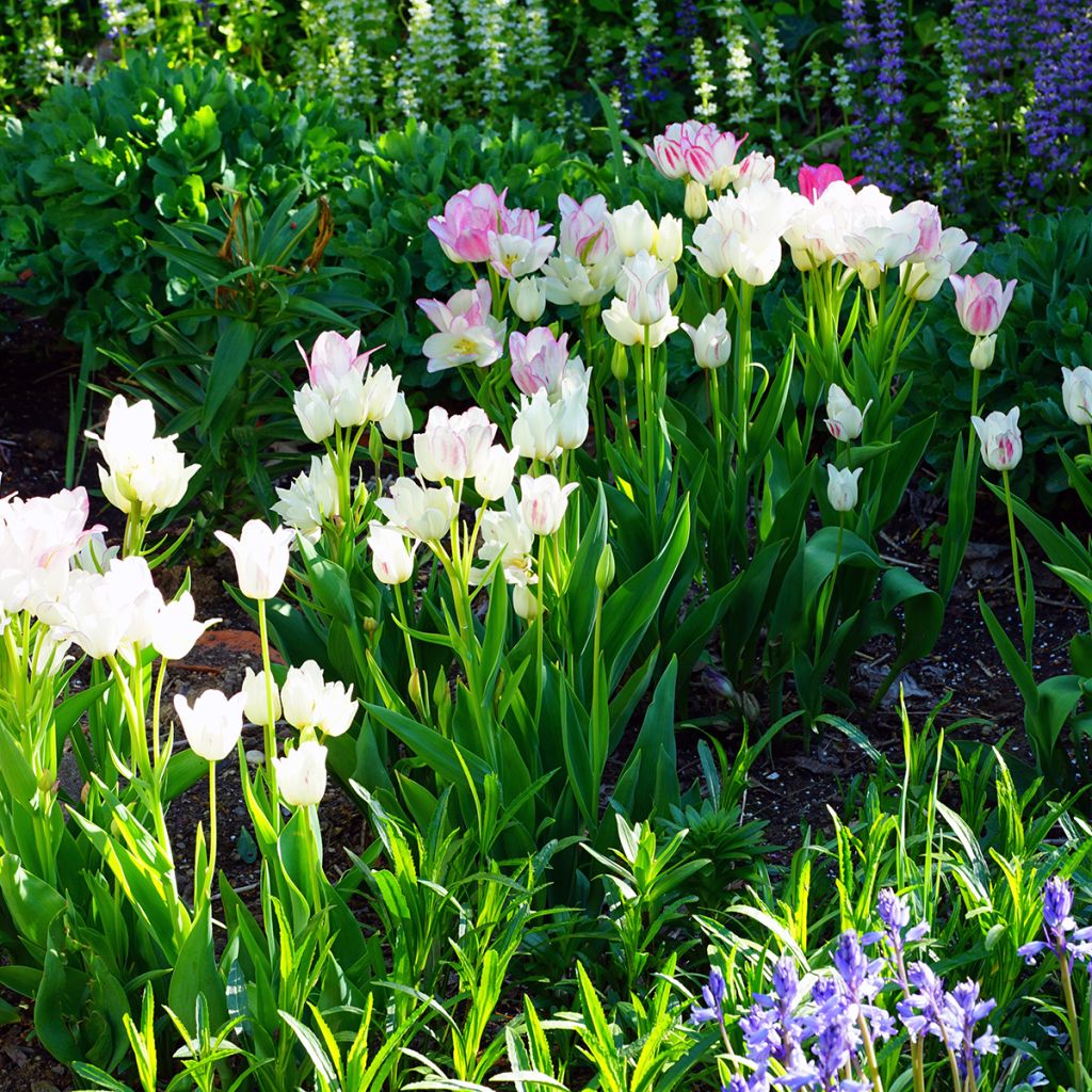 Mehrblütige Tulpe Candy Club