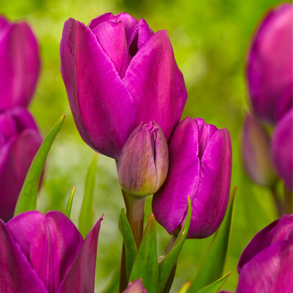 Mehrblütige Tulpe Purple Bouquet