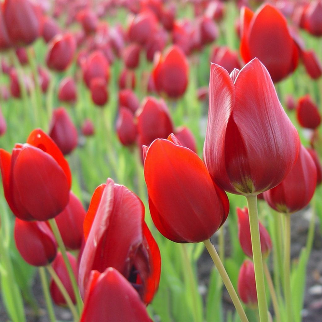 Mehrblütige Tulpe Red Georgette