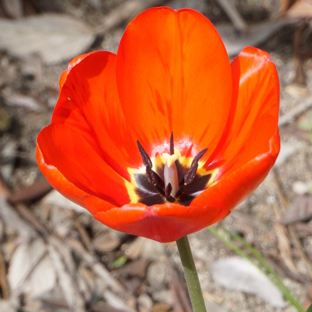 Mehrblütige Tulpe Red Georgette