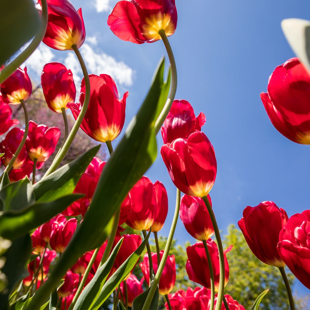 Mehrblütige Tulpe Red Georgette