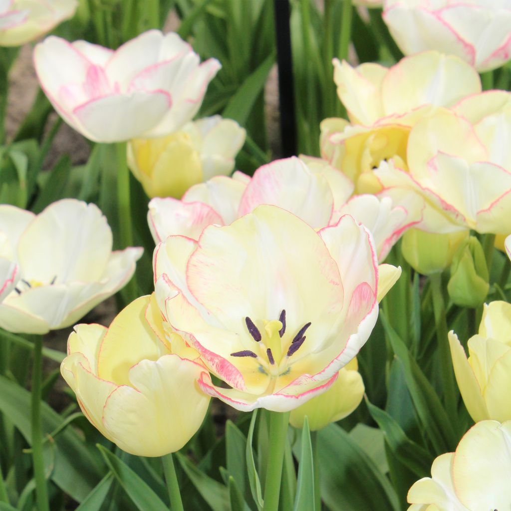 Mehrblütige Tulpe Rosy bouquet