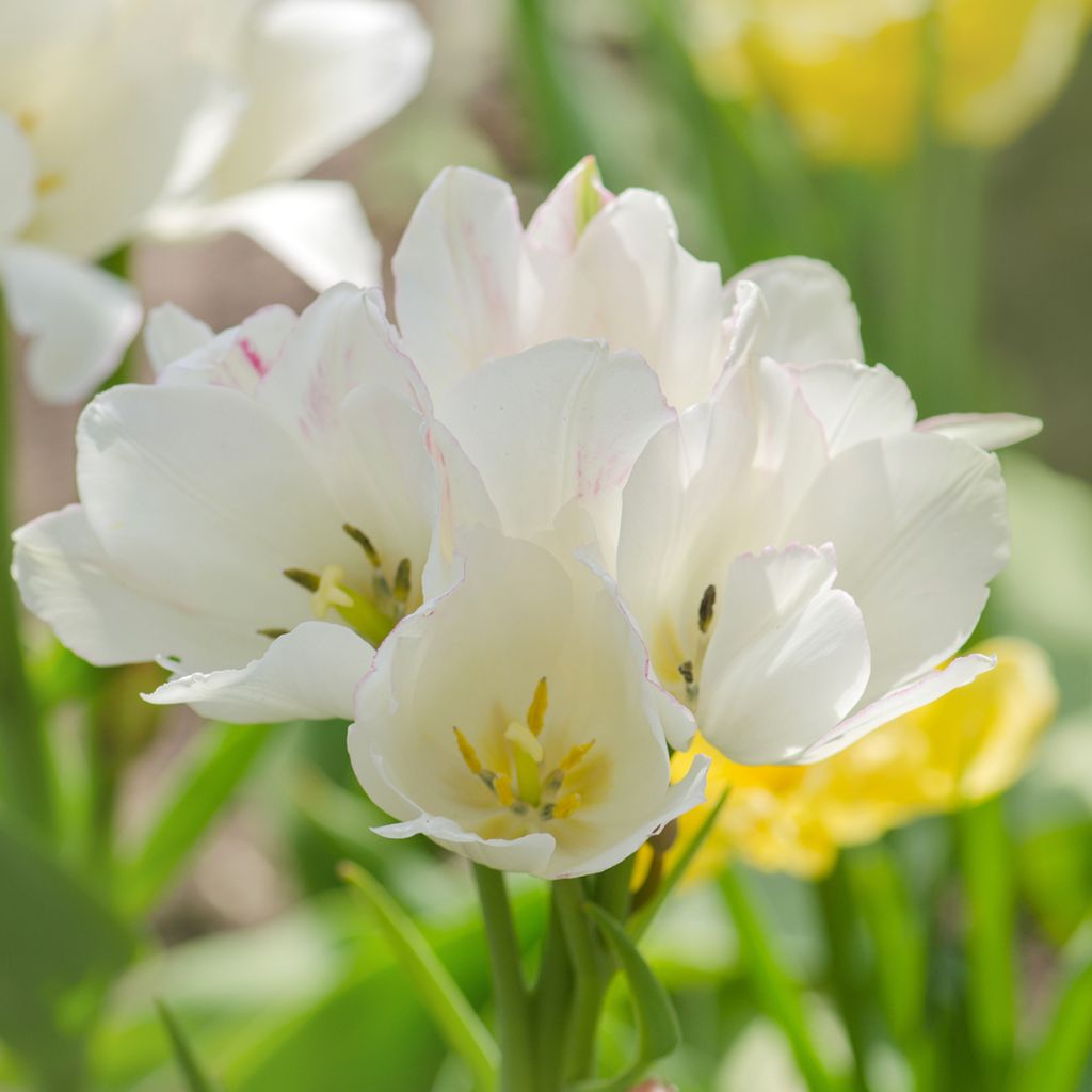 Mehrblütige Tulpe Weisse Berliner