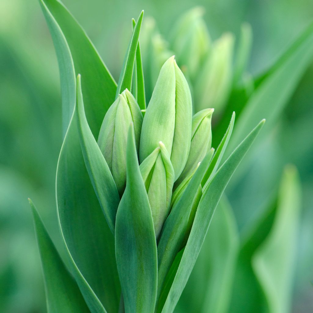 Mehrblütige Tulpe Weisse Berliner