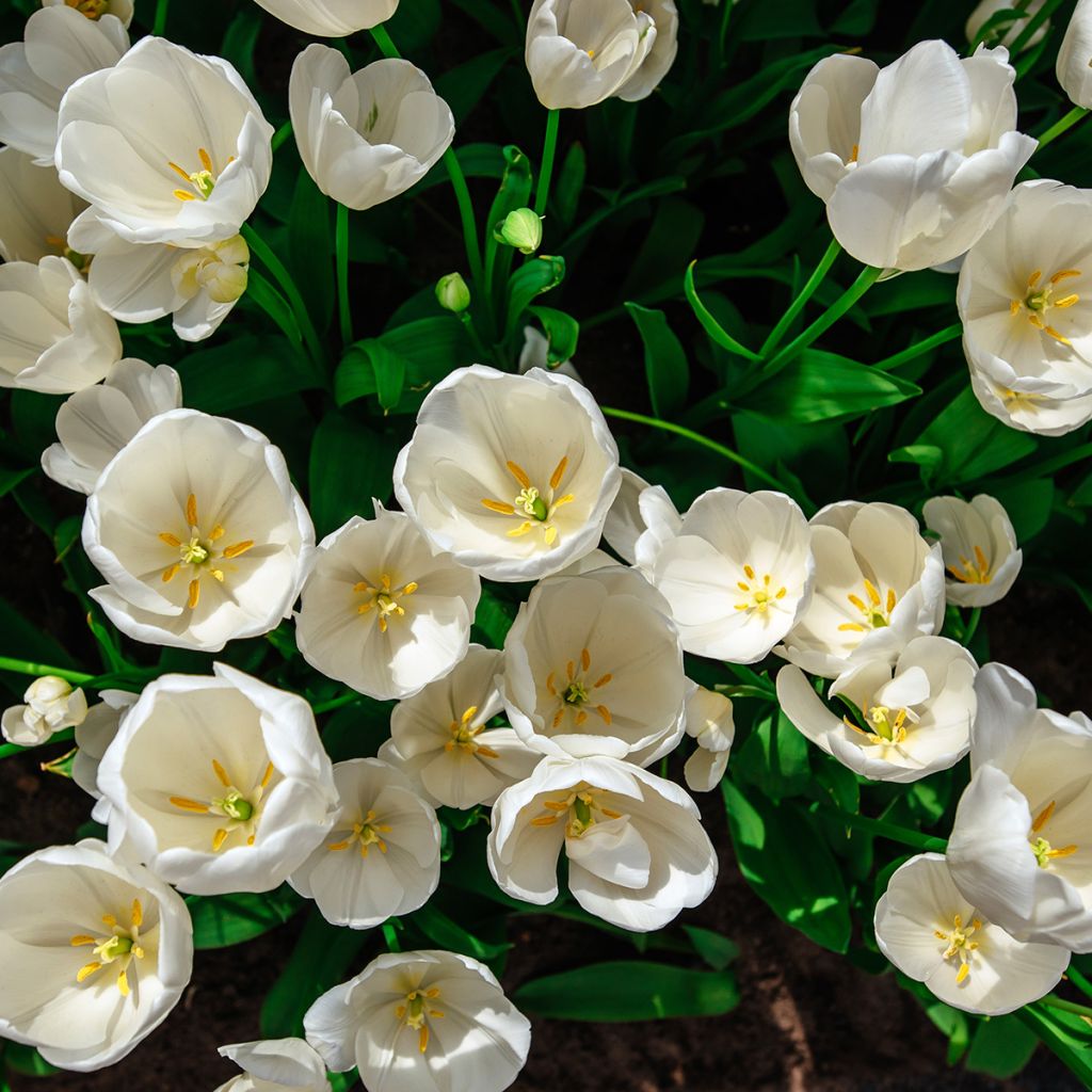 Mehrblütige Tulpe Weisse Berliner