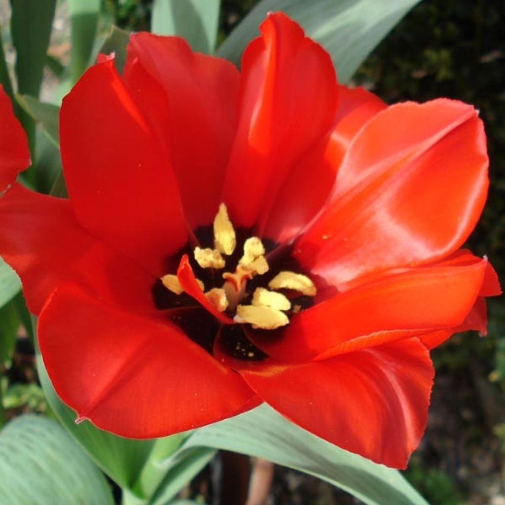 Tulipa greigii Princesse Charmante