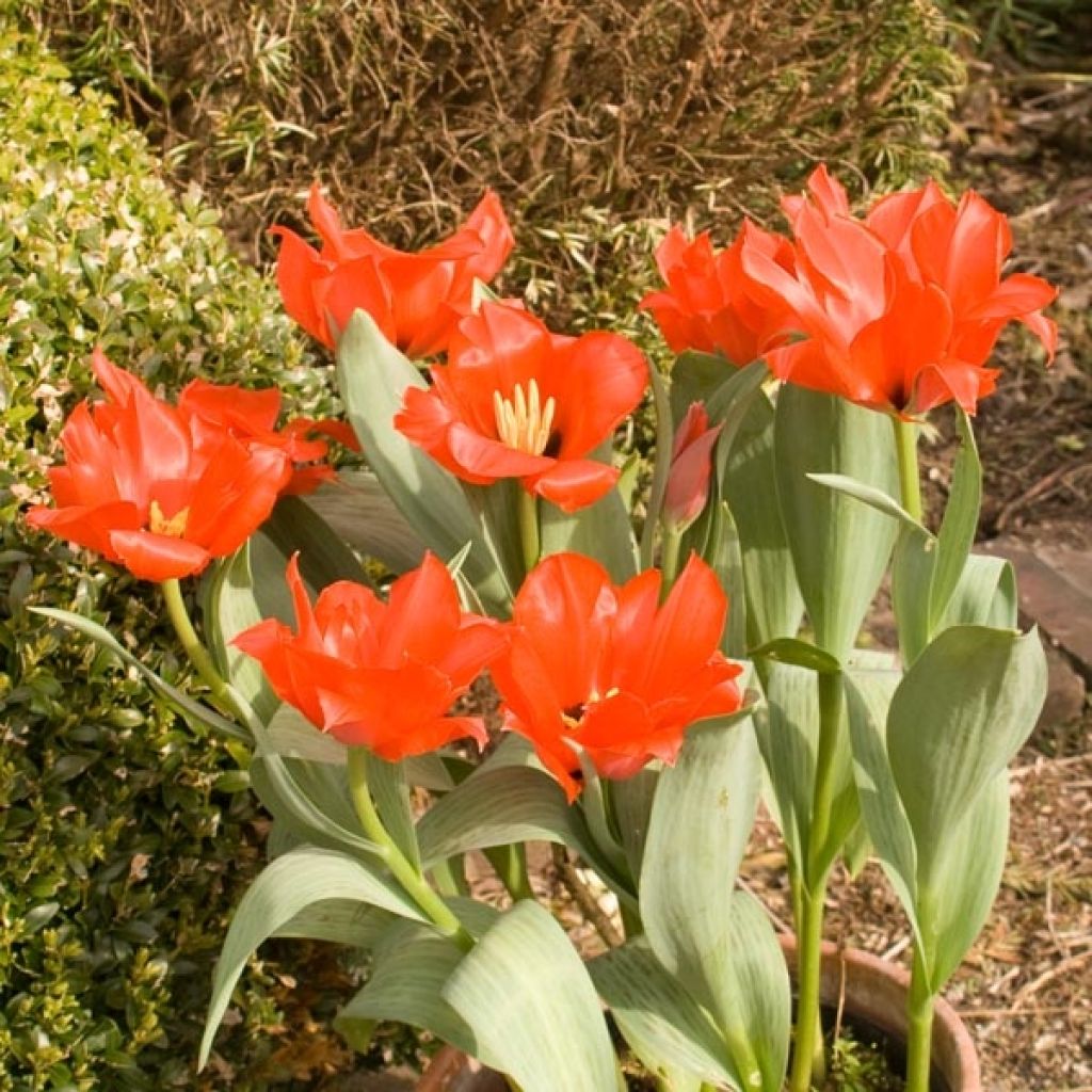 Tulipe Princesse Charmante