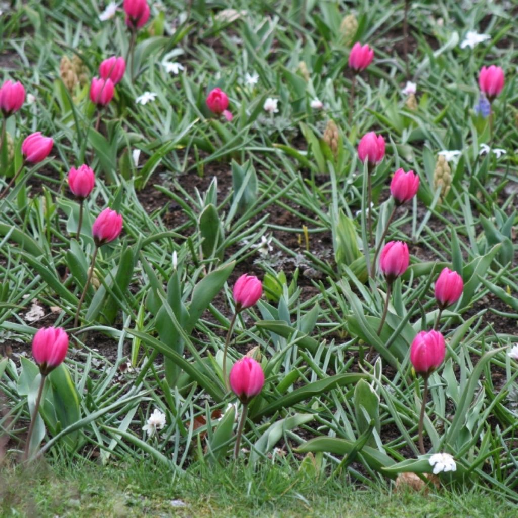 Tulipe botanique humilis pulchella Violacea (Black Base)