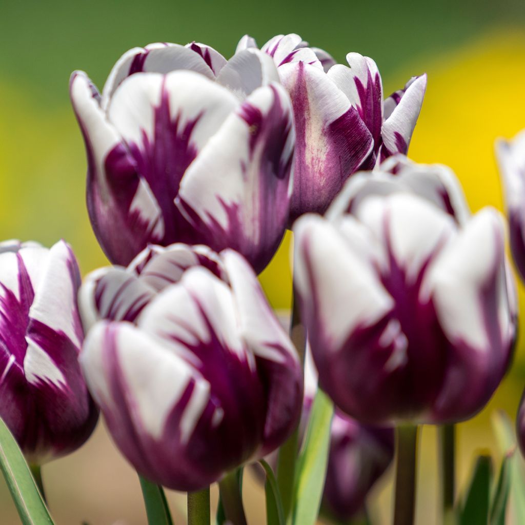 Frühe Einfache Tulpe Flaming Prince