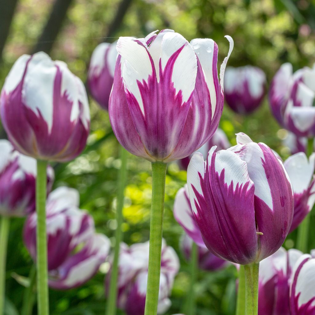 Frühe Einfache Tulpe Flaming Prince