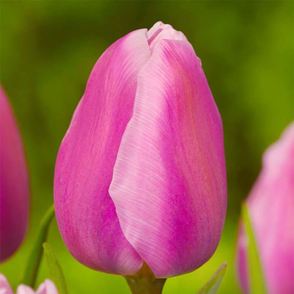 Frühe Einfache Tulpe Aafke