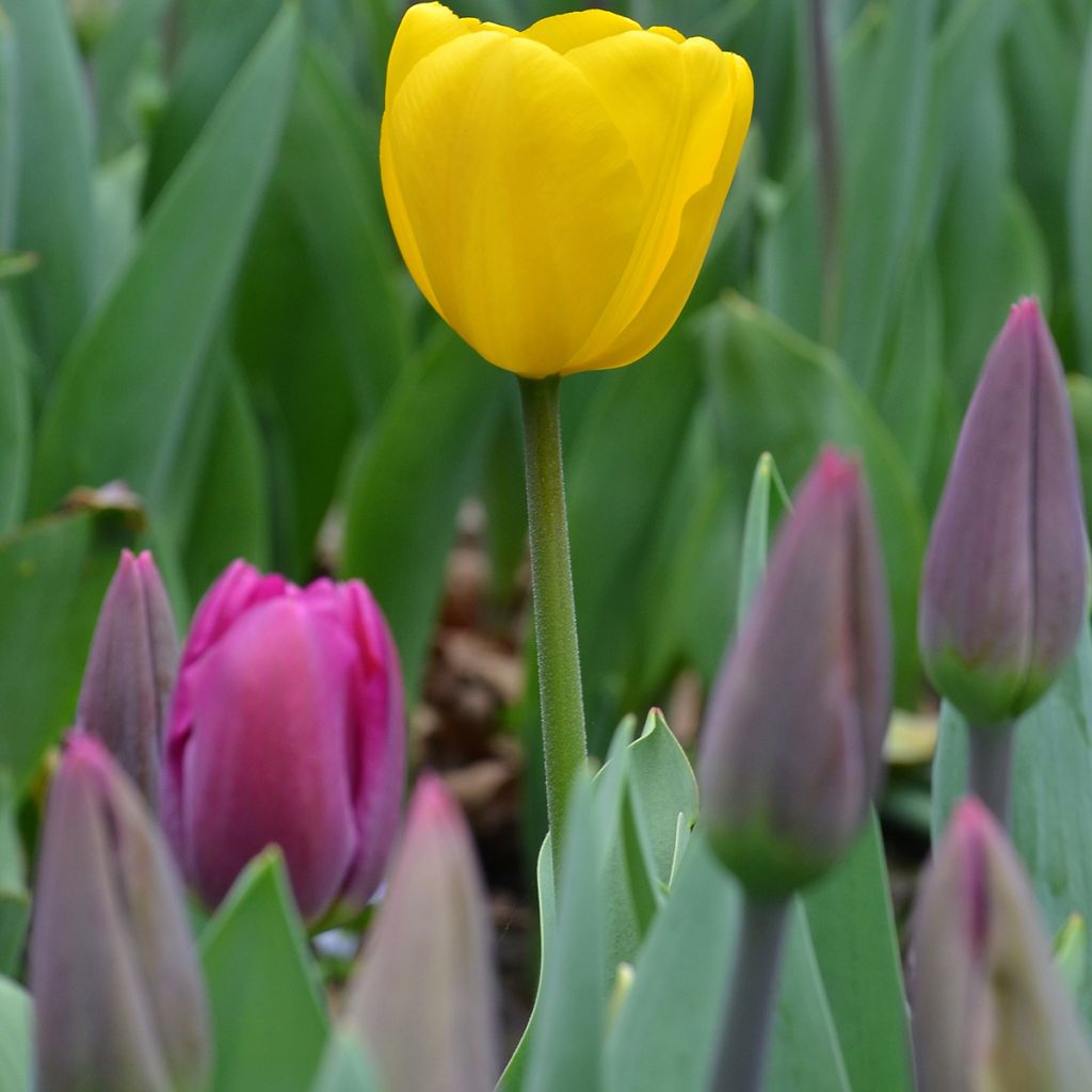 Späte Einfache Tulpe Big Smile