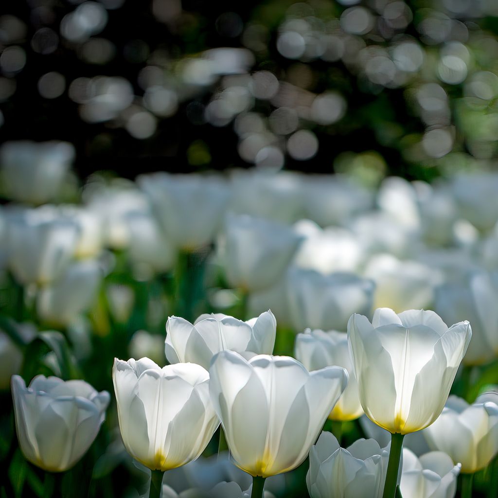 Tulipe simple tardive Catherina