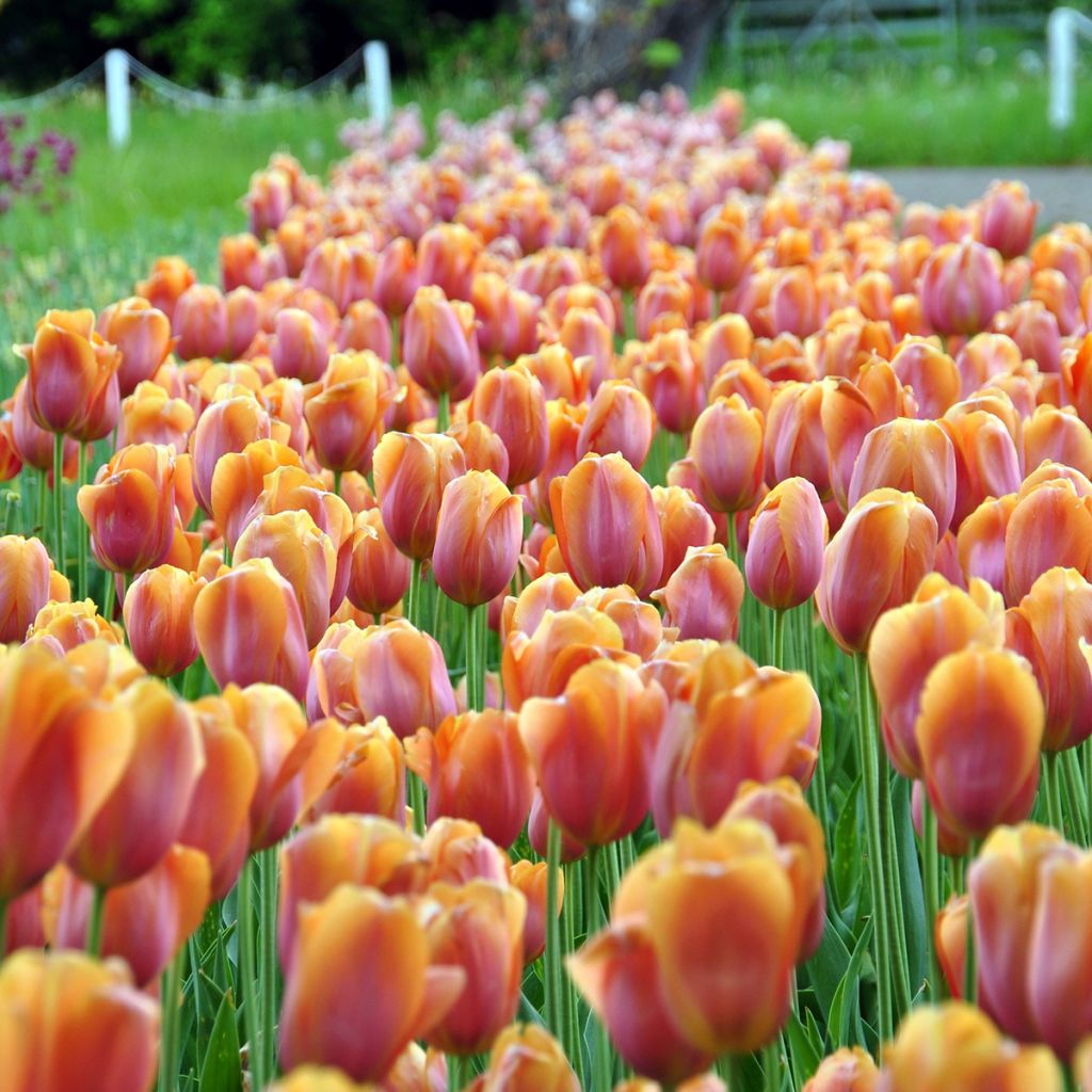 Späte Einfache Tulpe Dordogne