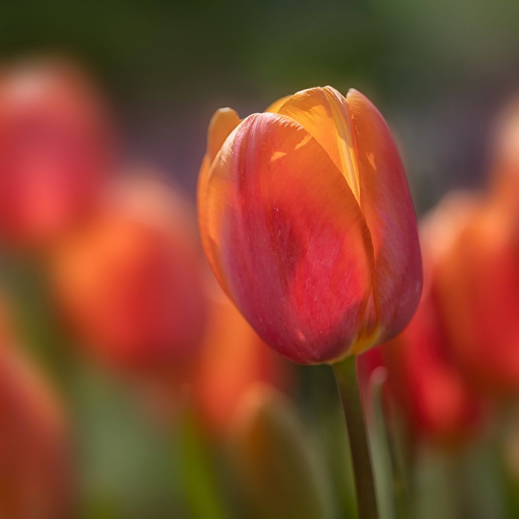 Späte Einfache Tulpe Dordogne