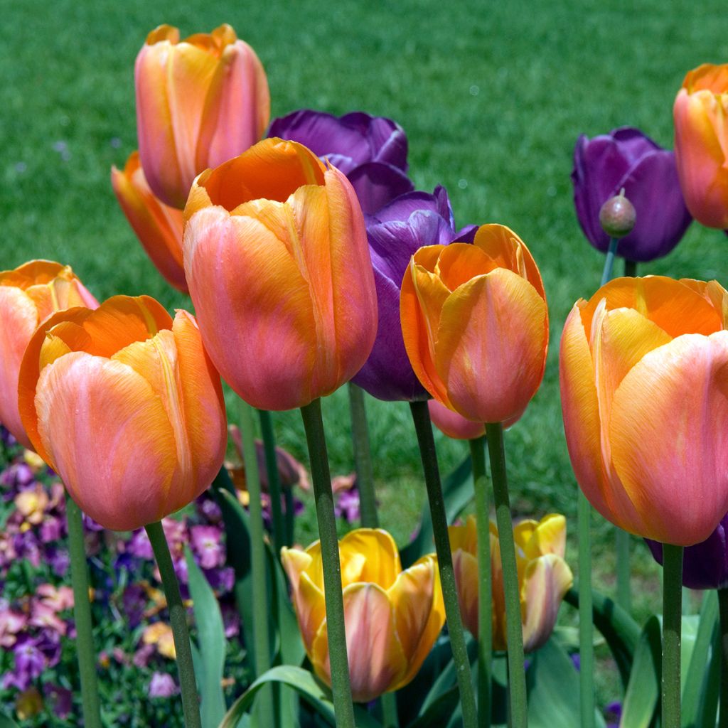 Späte Einfache Tulpe Dordogne