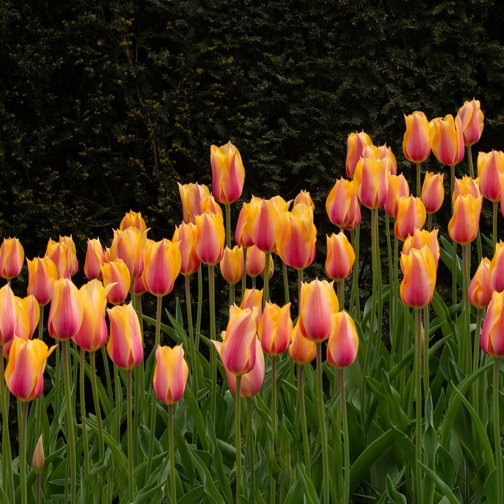 Späte Einfache Tulpe Dordogne