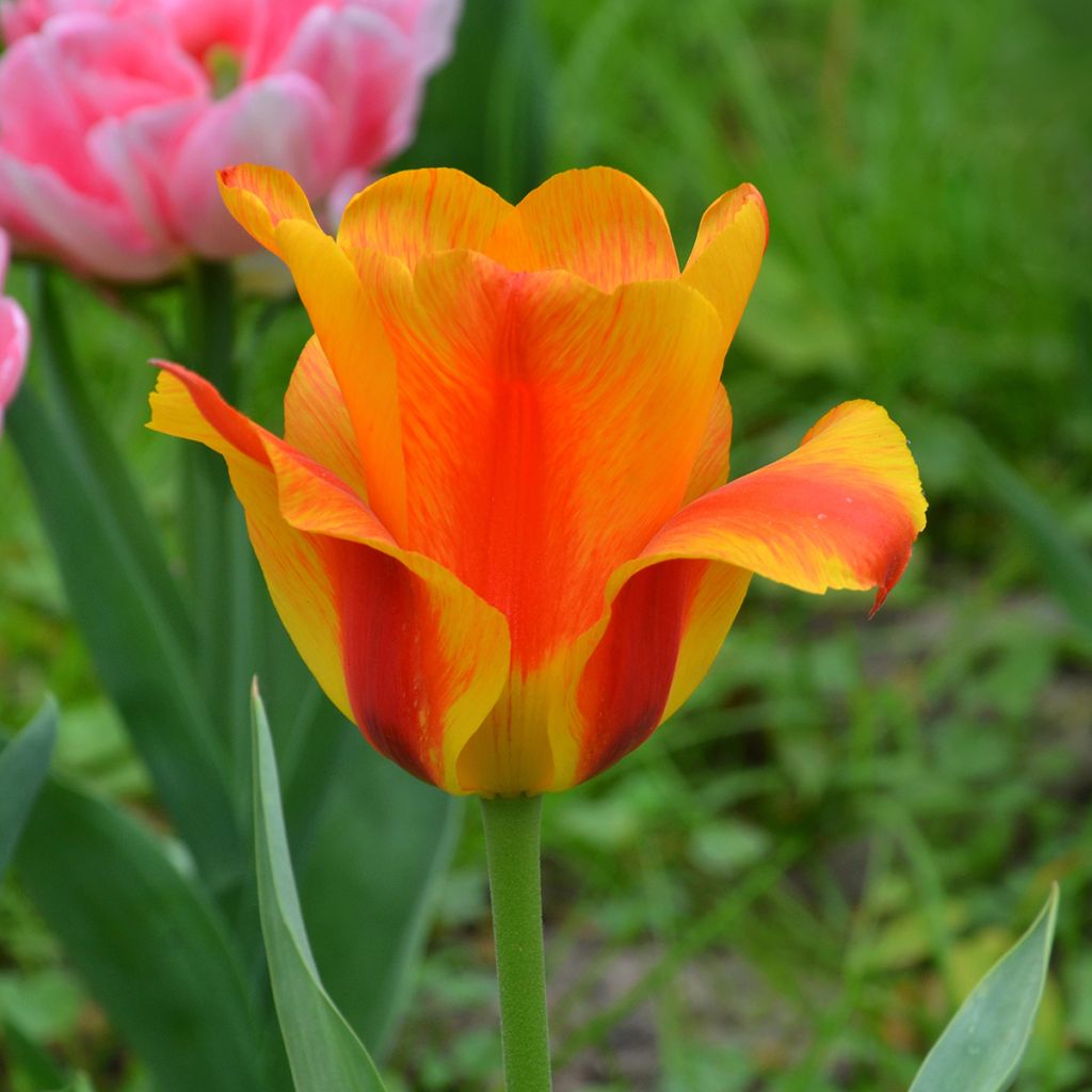 Späte Einfache Tulpe El Niño