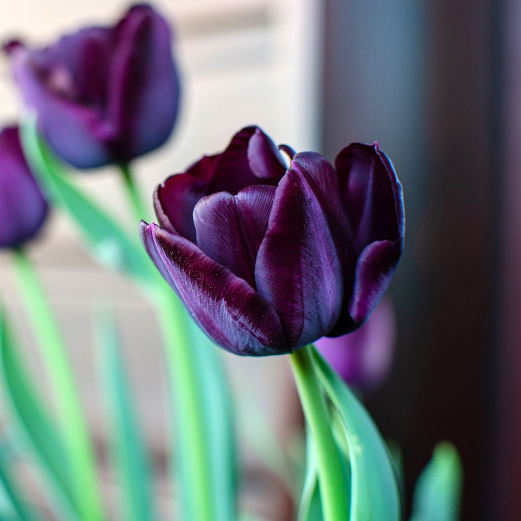 Späte Einfache Tulpe Reine de la Nuit