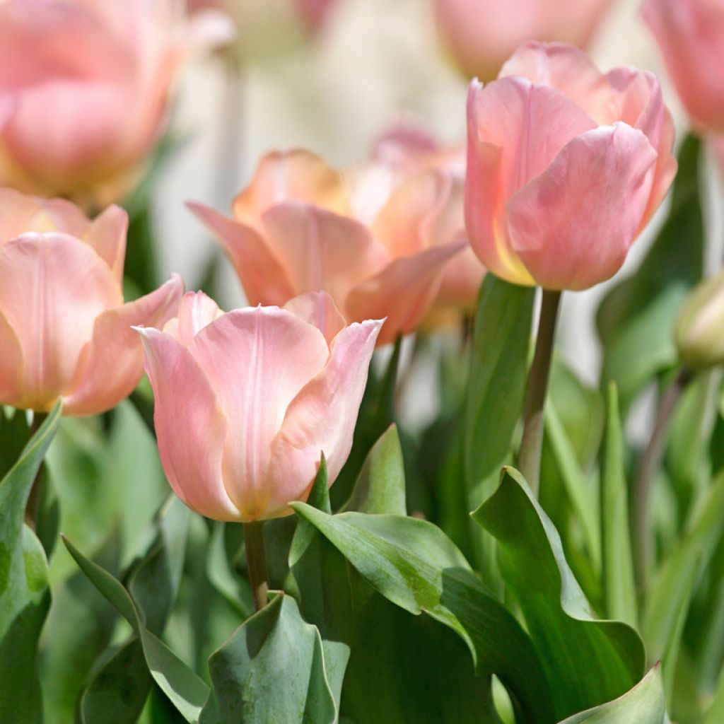 Tulipe simple tardive Stunning Apricot