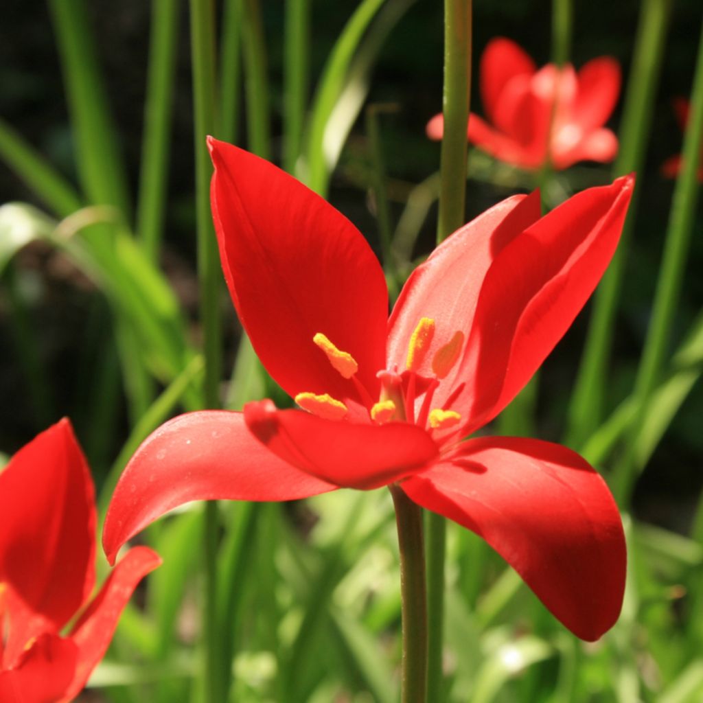 Tulipa sprengeri - Sprengers Tulpe