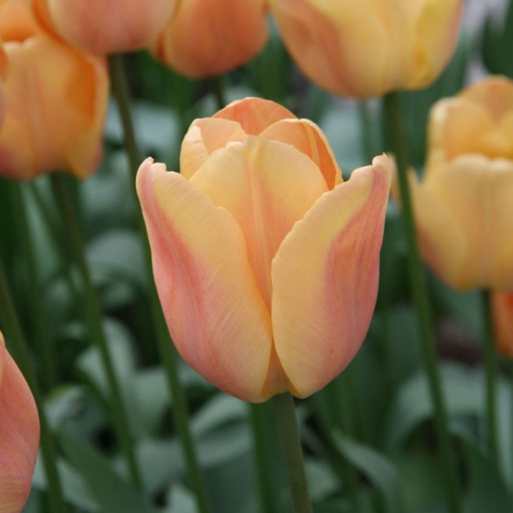 Triumph-Tulpe Apricot Foxx