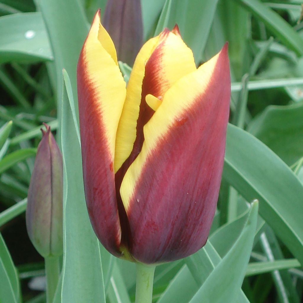 Triumph-Tulpe Gavota