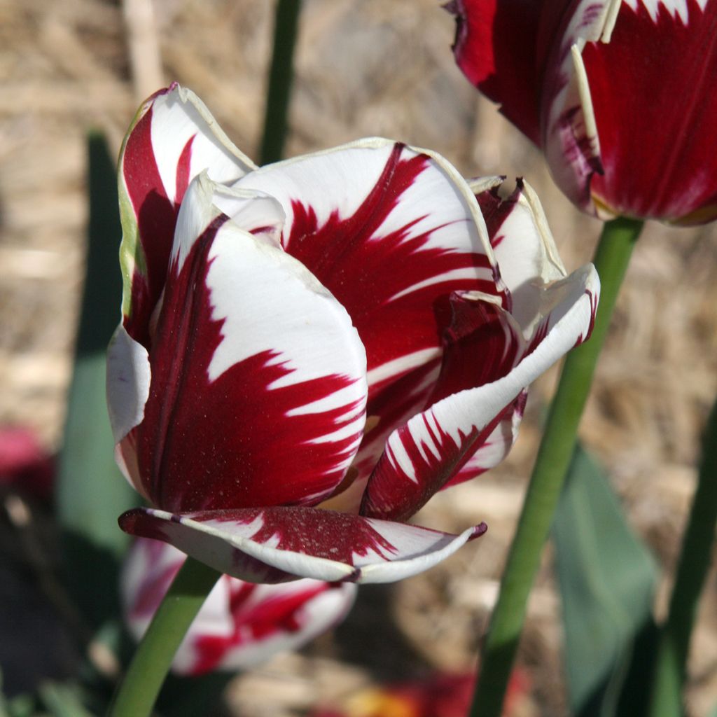 Triumph-Tulpe Grand Perfection