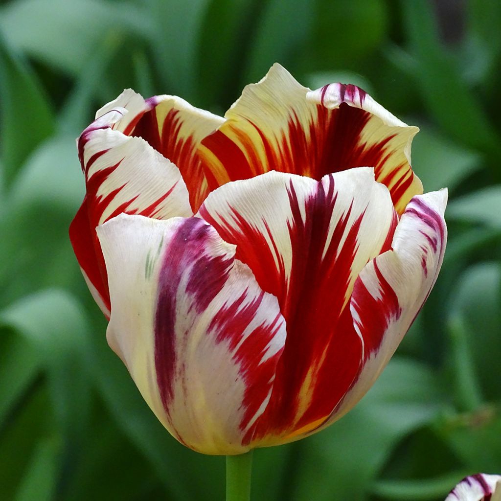 Triumph-Tulpe Grand Perfection