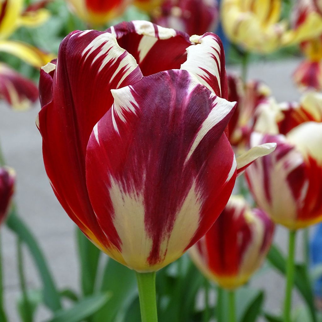 Triumph-Tulpe Grand Perfection