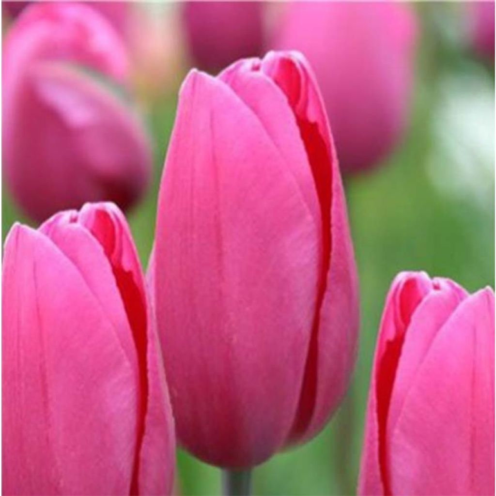 Triumph-Tulpe Pink Proud