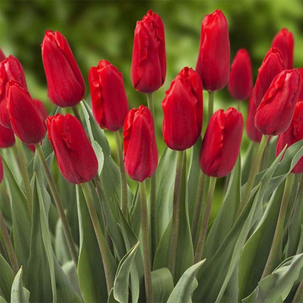 Triumph-Tulpe Red Proud