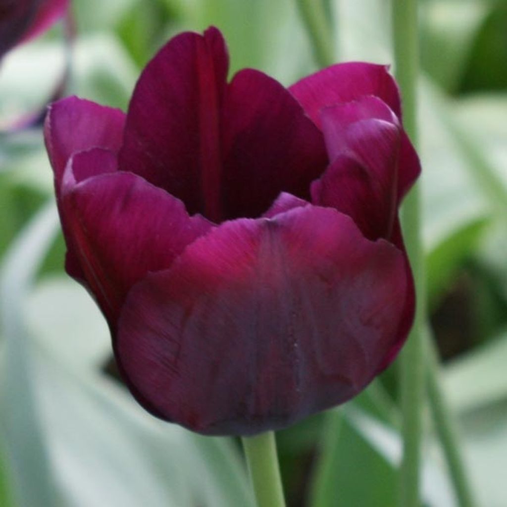 Triumph-Tulpe Ronaldo