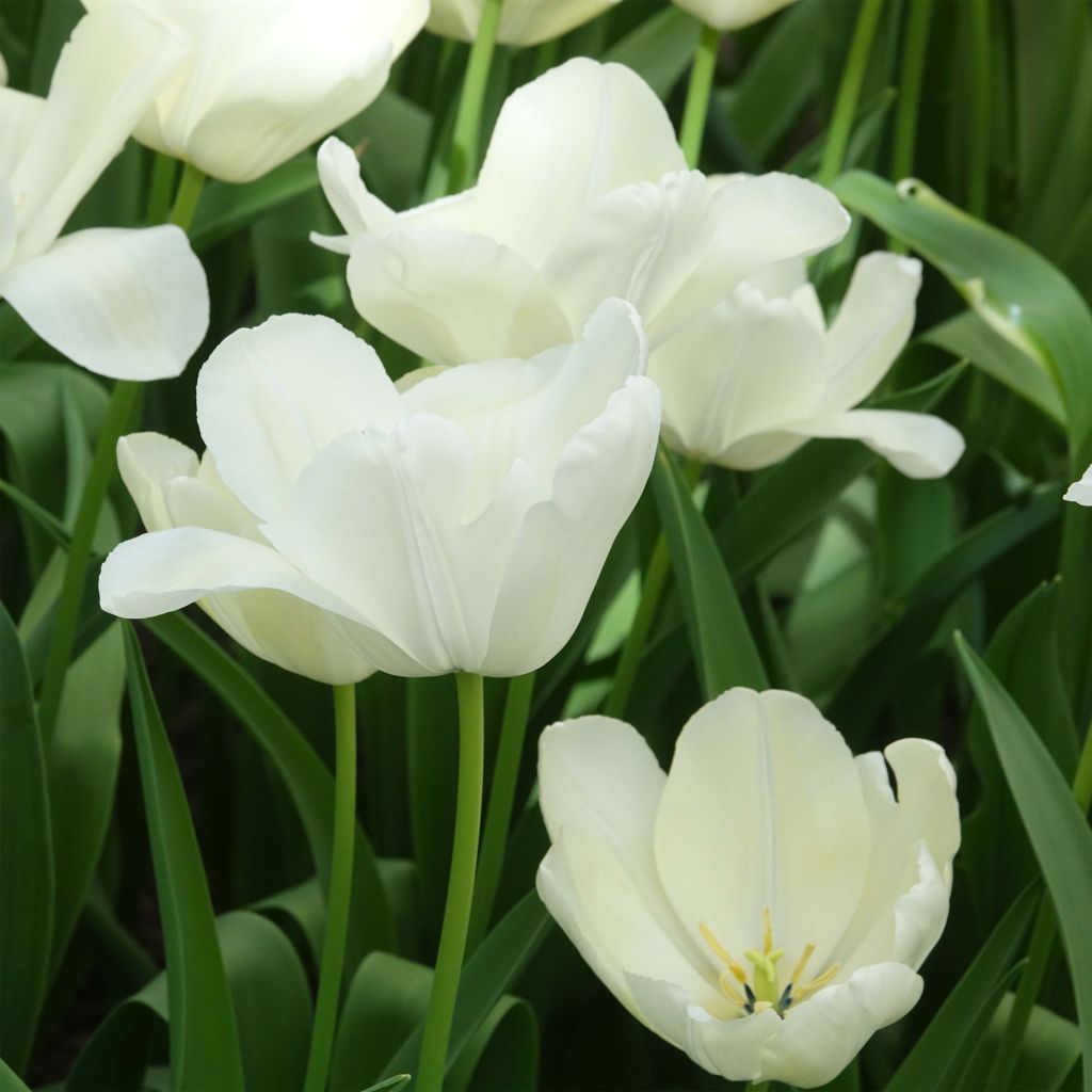 Triumph-Tulpe White Proud