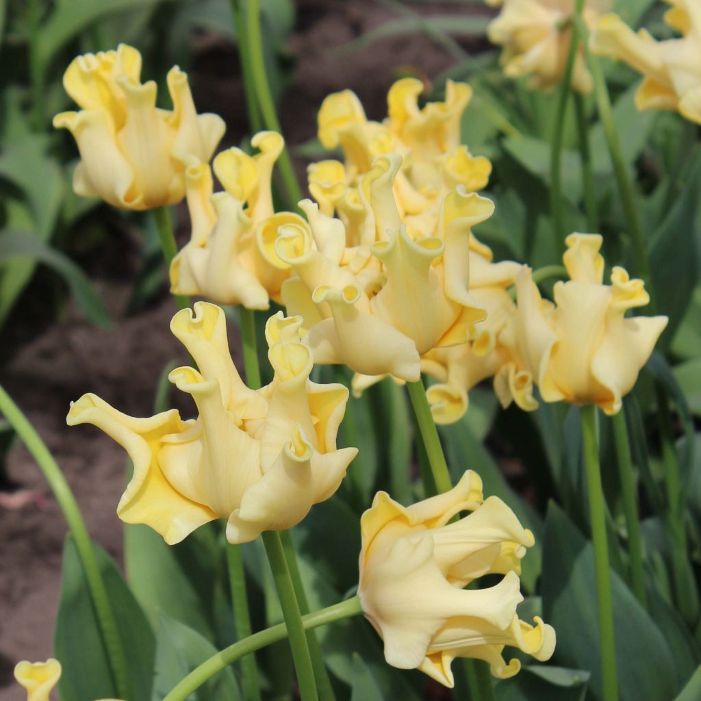 Tulipe triomphe Yellow Crown