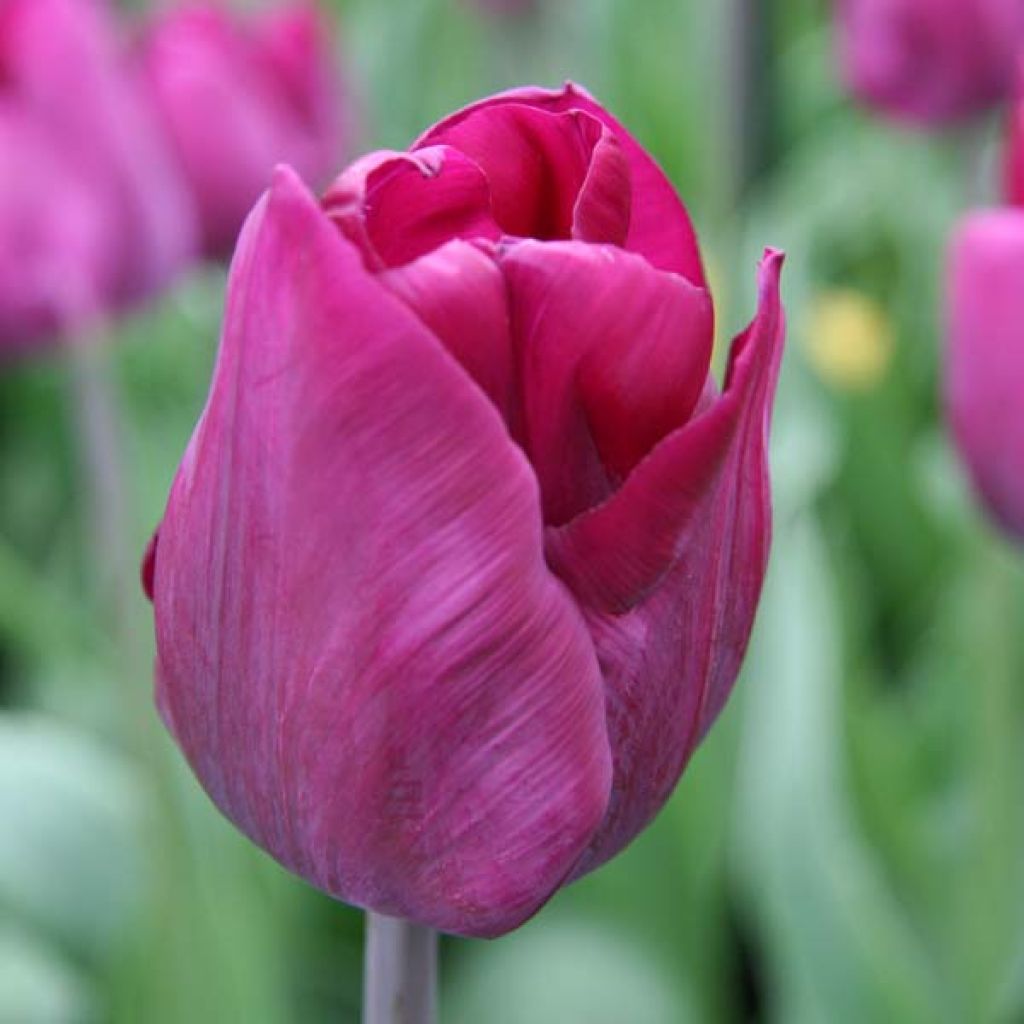 Triumph-Tulpe Purple Lady