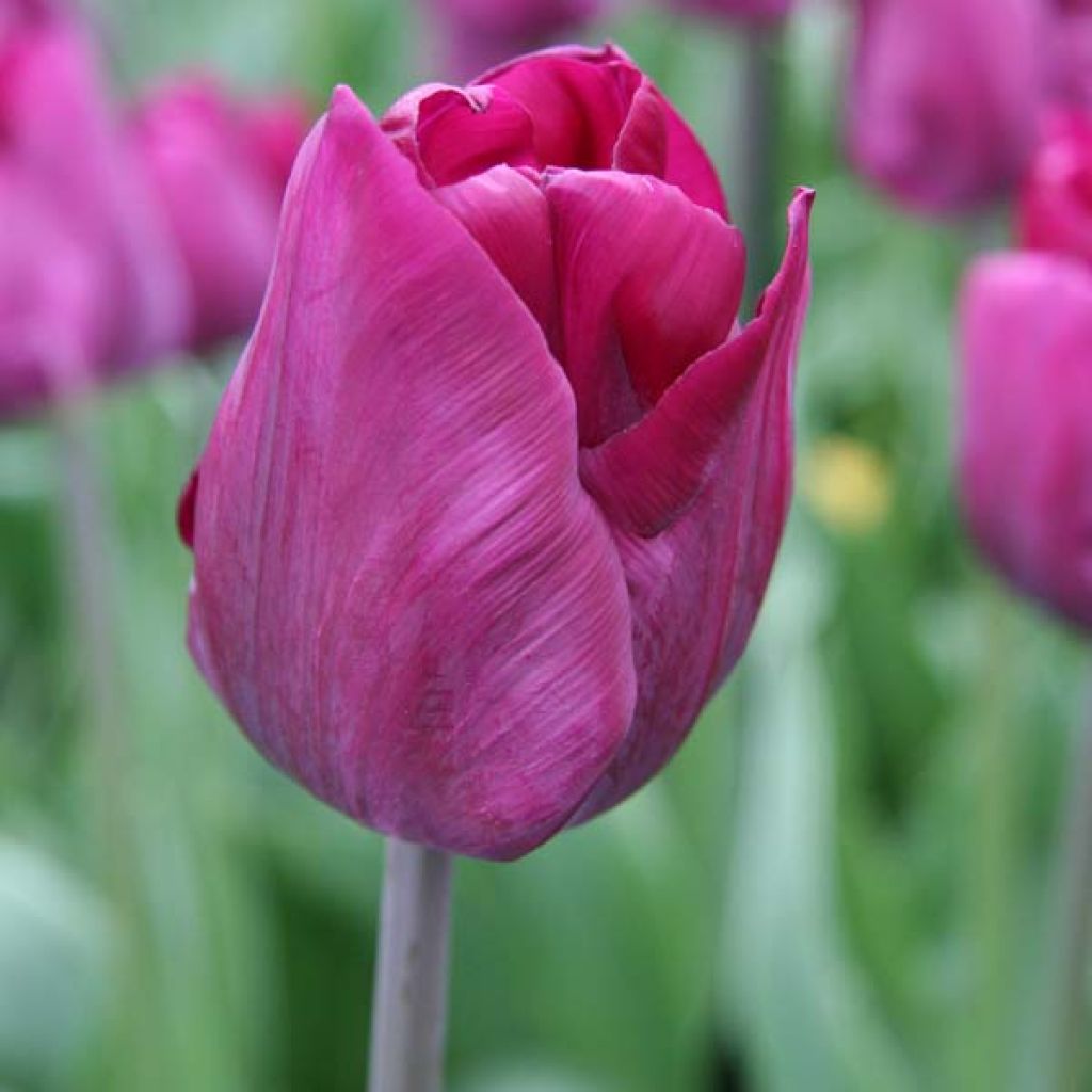 Tulipe Triomphe Purple Lady