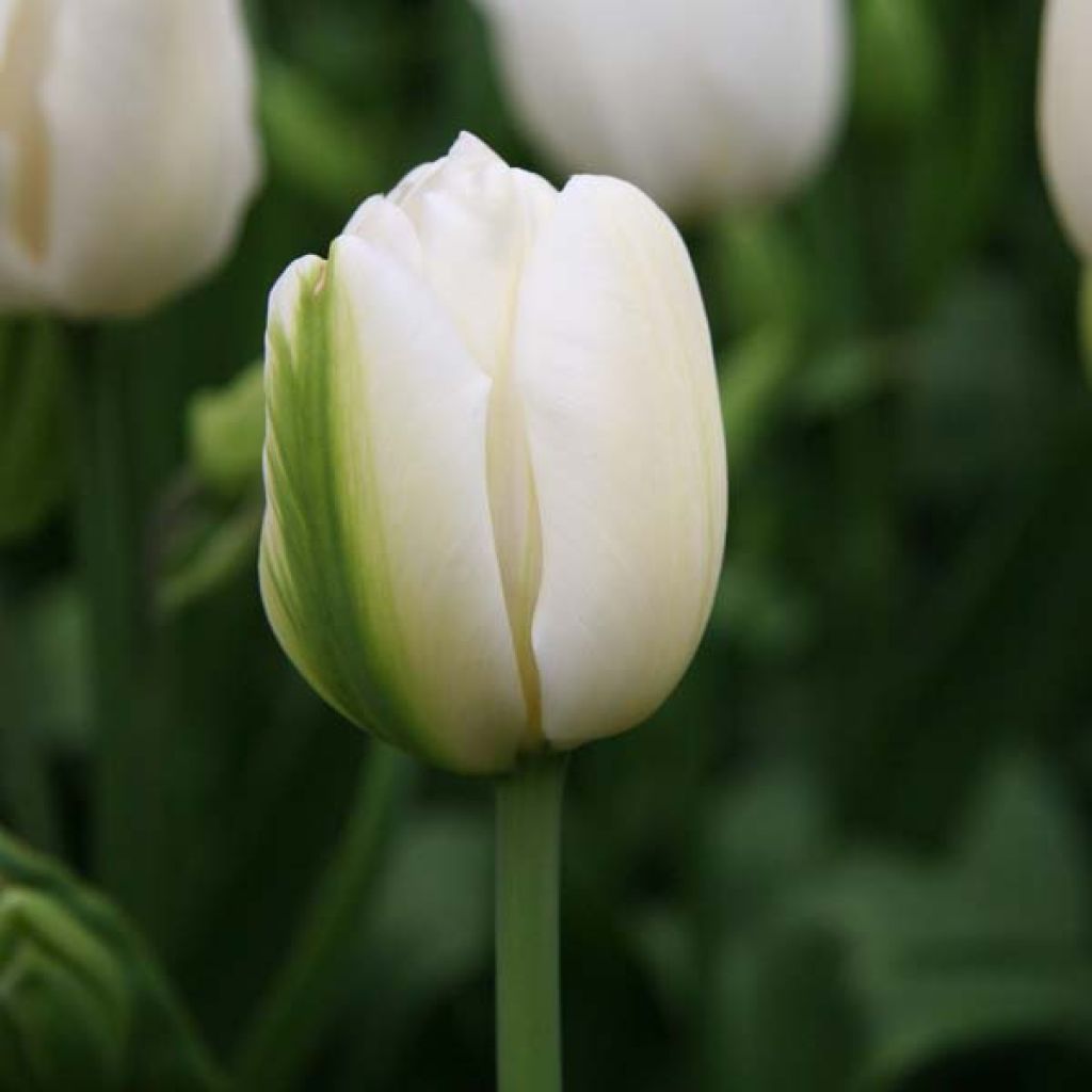 Mehrblütige Tulpe Weisse Berliner