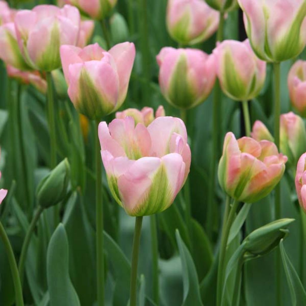 Viridiflora-Tulpe Groenland