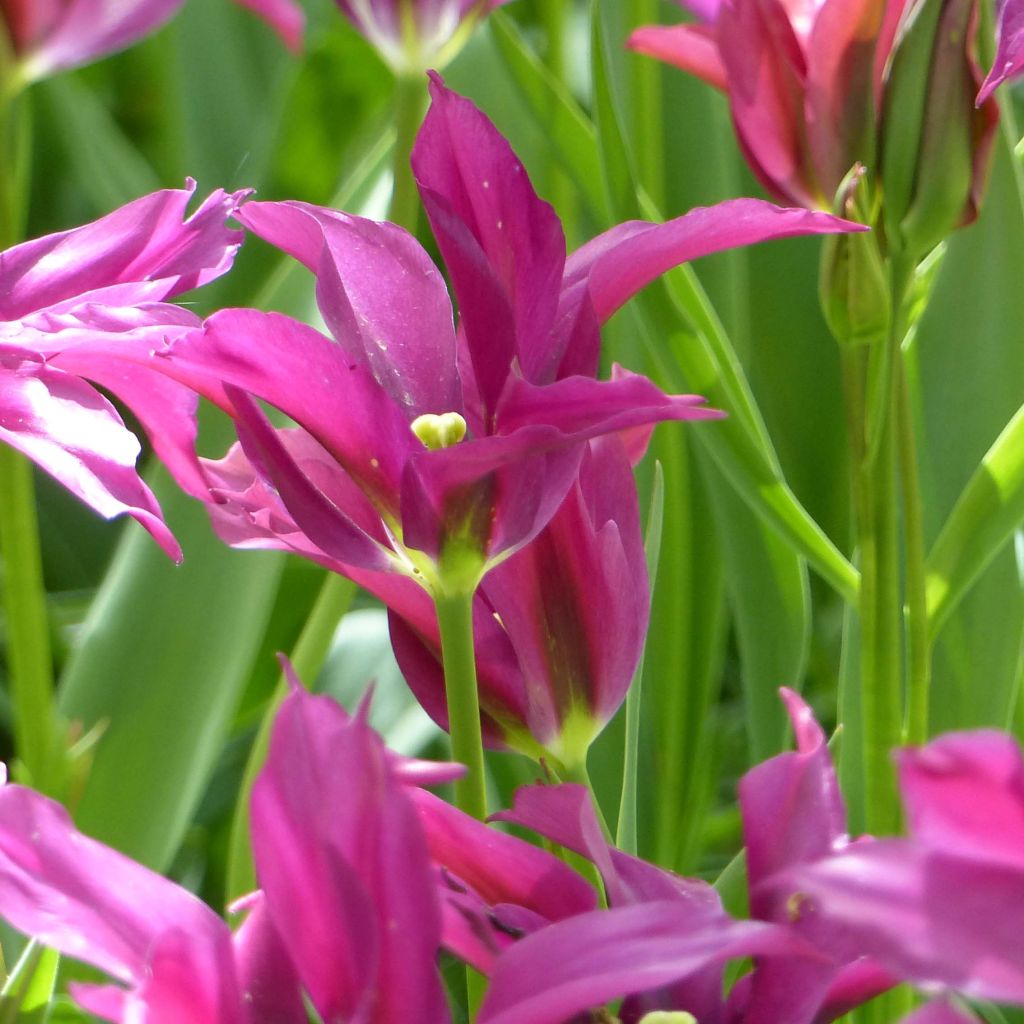 Viridiflora-Tulpe Purple Doll