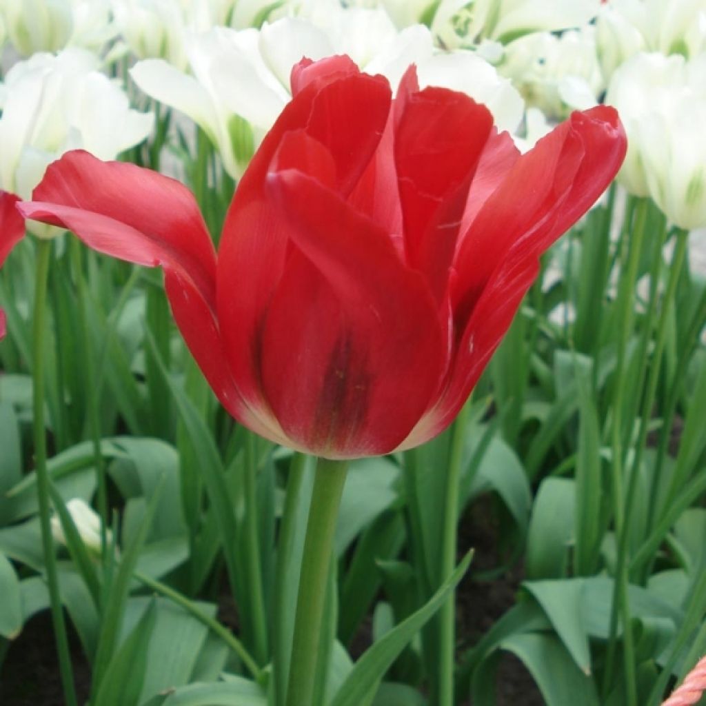 Tulipe Viridiflora Red Spring Green