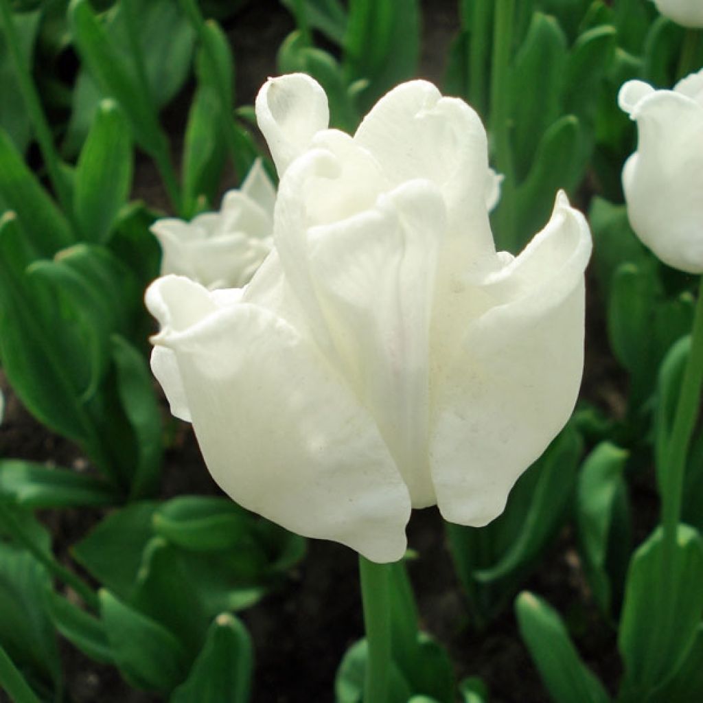 Triumph-Tulpe White Liberstar