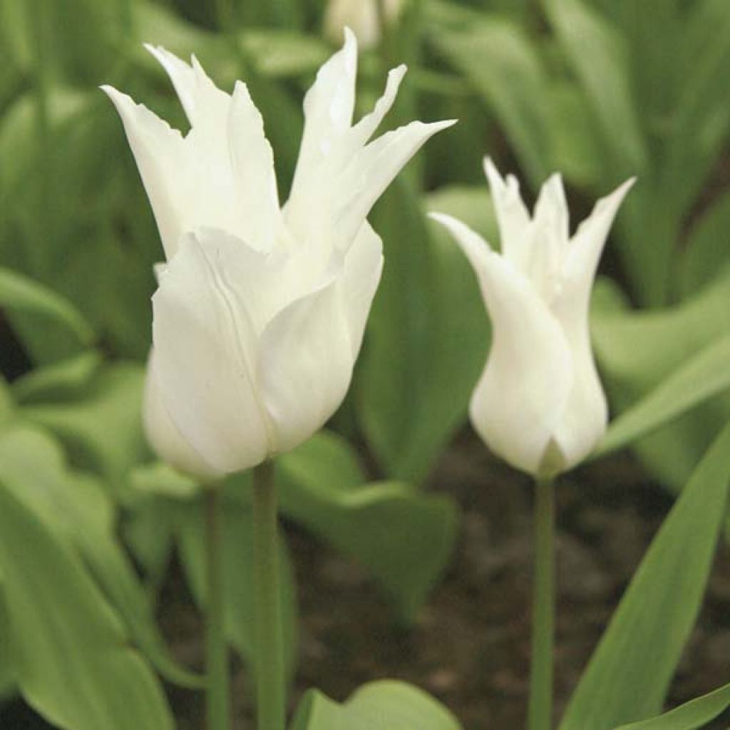 Lilienblütige Tulpe White Triumphator