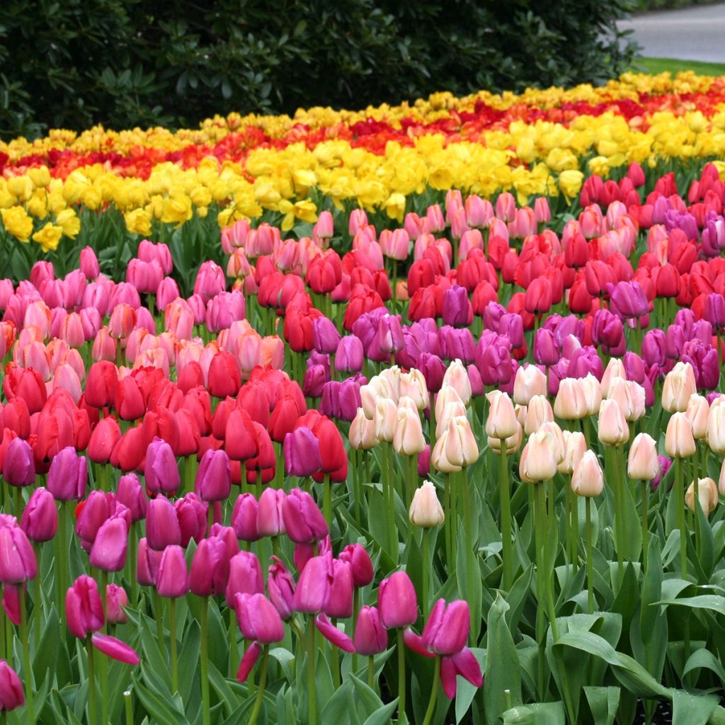 Darwin-Hybrid-Tulpe Mix