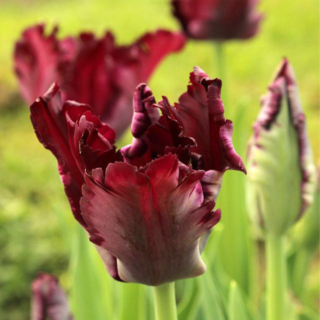 Tulipes Perroquet en mélange