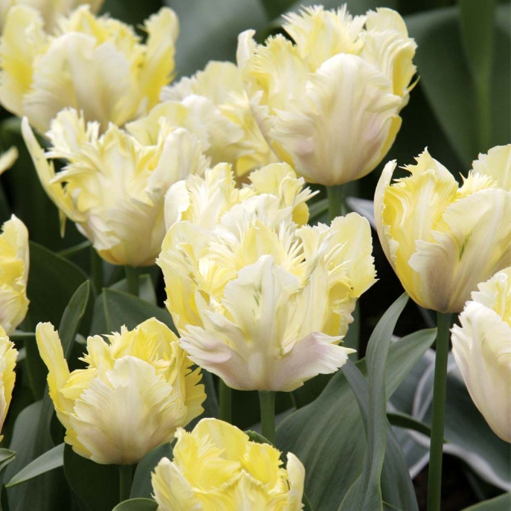 Tulipes Perroquet en mélange