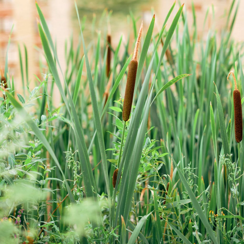 Typha angustifolia - Schmalblättriger Rohrkolben