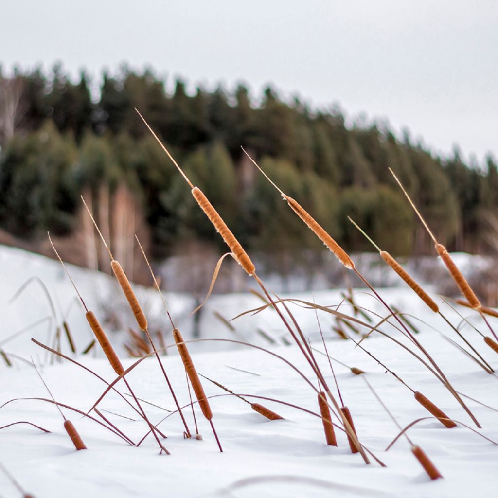 Typha angustifolia - Massette à feuilles étroites