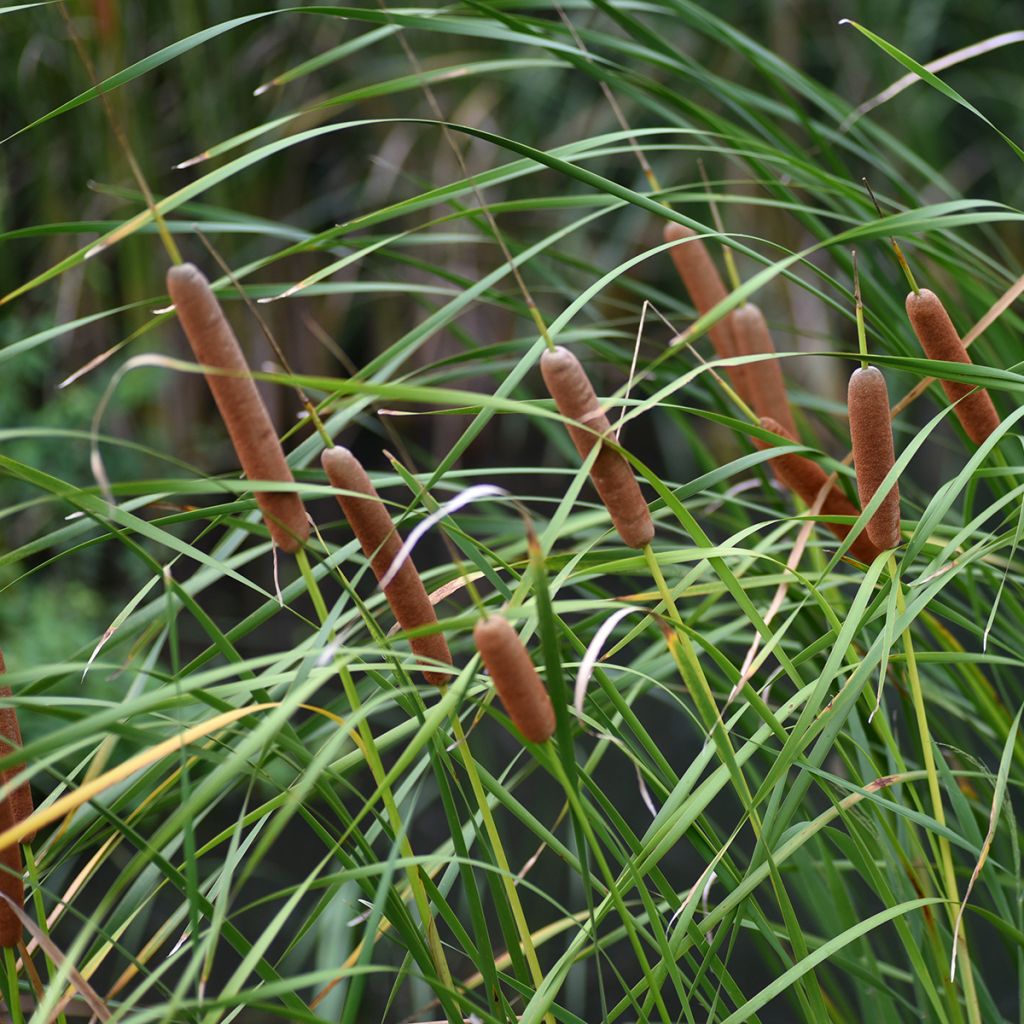 Typha latifolia - Breitblättriger Rohrkolben